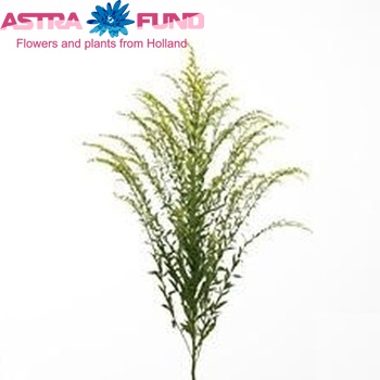 Solidago Knock Out fotografie