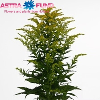 Solidago 'Leonardo' fotografie