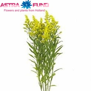 Solidago Mardi Grass Golden Amazone fotografie