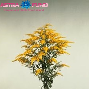 Solidago 'Marvellous Gold' foto