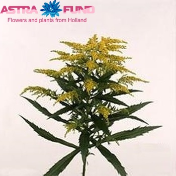 Solidago Mouse foto