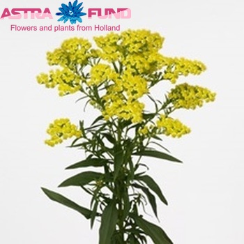 Solidago 'New Design' foto