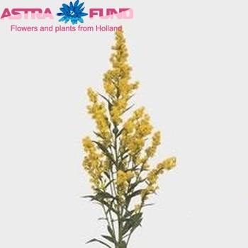 Solidago 'Praecox' foto
