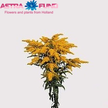 Solidago 'Strahlenkrone' foto
