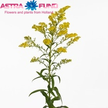 Solidago 'Strong Design' foto
