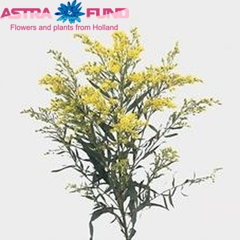 Solidago 'Sunran' foto
