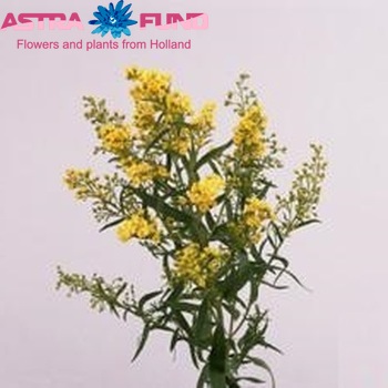 Solidago 'Super' foto