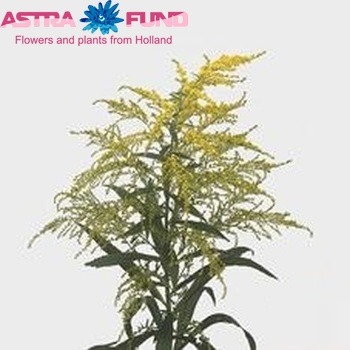 Solidago 'Super Crown' foto