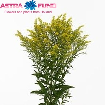 Solidago 'Super Star' foto