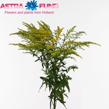 Solidago 'Talita' foto