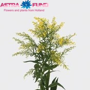 Solidago Tara foto