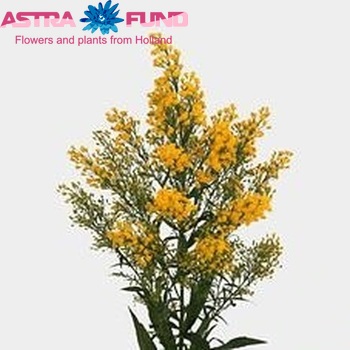 Solidago Tara Gold foto