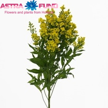 Solidago Top Glory foto