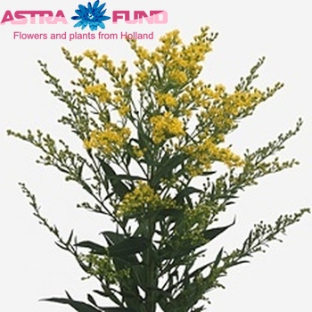Solidago 'Yellow Stone' foto
