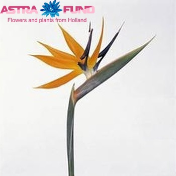 Strelitzia reginae (bloem) photo