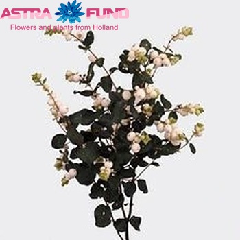 Symphoricarpos albus 'White Pearl' photo