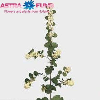 Symphoricarpos Bright Fantasy photo