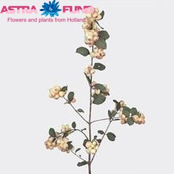 Symphoricarpos Charming Fantasy photo