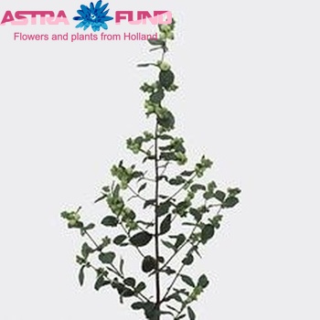 Symphoricarpos Greenpearl Fantasy photo
