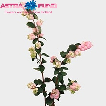 Symphoricarpos 'Laura' photo