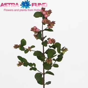 Symphoricarpos Magical Joy photo