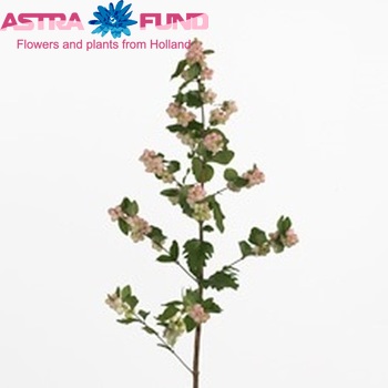 Symphoricarpos Magical Mandy (decor) photo