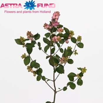 Symphoricarpos Magical Pride photo