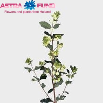 Symphoricarpos Magical Snowflake photo
