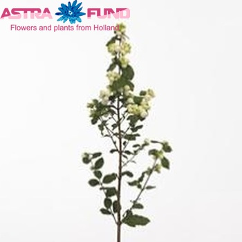 Symphoricarpos Magical Snowqueen foto