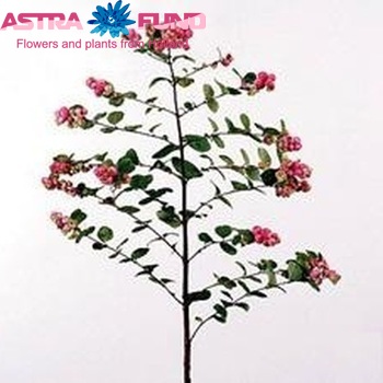 Symphoricarpos 'Marleen' foto