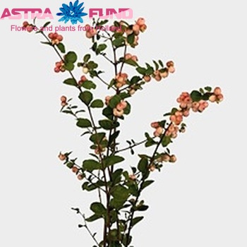 Symphoricarpos 'Mother of Pearl' foto