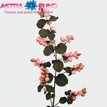 Symphoricarpos 'Pink Pearl' fotografie