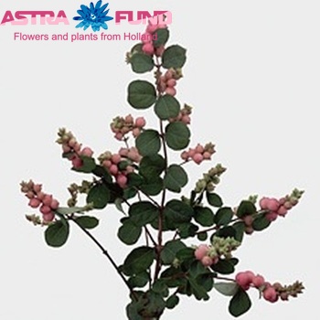 Symphoricarpos 'Scarlet Pearl' fotografie