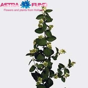 Symphoricarpos 'White Hedge' fotografie