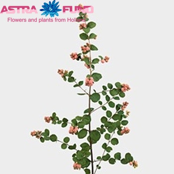 Symphoricarpos x doorenbosii 'Red Pearl' fotografie