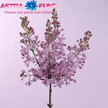 Syringa vulgaris 'Marechal Foch' photo