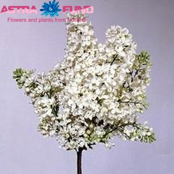 Syringa vulgaris 'Marie Legraye' fotografija