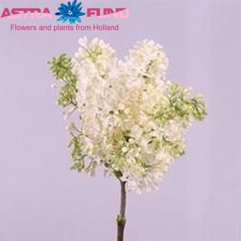 Syringa vulgaris 'Primrose' fotografija