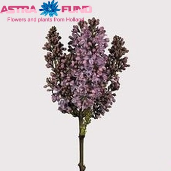 Syringa vulgaris 'Ruhm von Horstenstein' fotografija