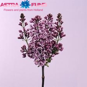 Syringa vulgaris 'Sensation' fotografie