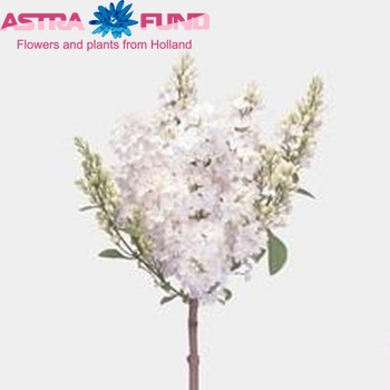 Syringa vulgaris 'White Sire' fotografie