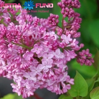 Syringa x hyacinthiflora 'Maiden's Blush' fotografie