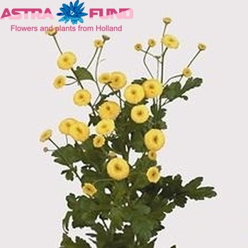 Tanacetum  'Amazone' photo
