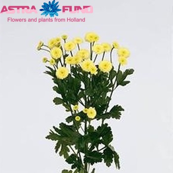 Tanacetum  'Yellow Vegmo' φωτογραφία