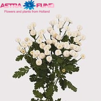 Tanacetum 'Baya' photo