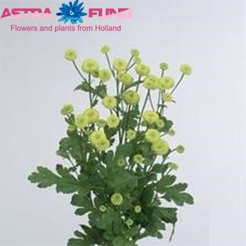 Tanacetum parthenium 'Andes' photo