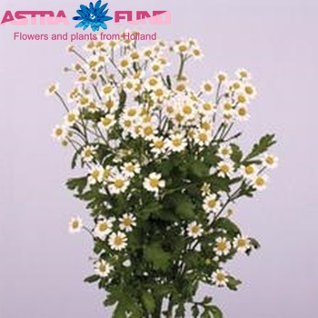 Tanacetum parthenium 'Campagne' photo