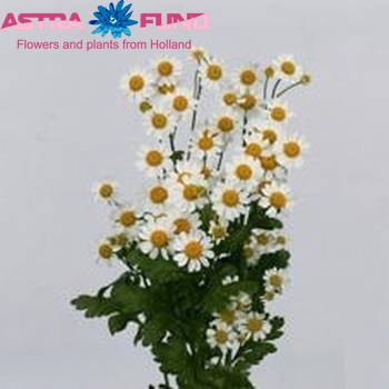 Tanacetum parthenium 'Compact Single Vegmo' photo