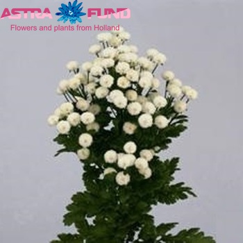 Tanacetum parthenium 'Crown White' photo