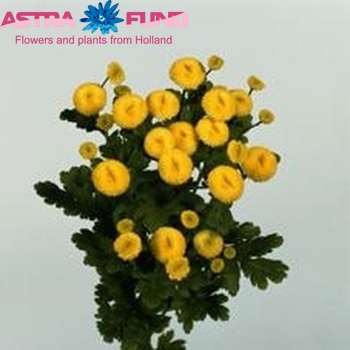 Tanacetum parthenium 'Golden Vegmo' photo